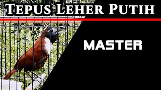 Download lagu TEPUS LEHER PUTIH mp3