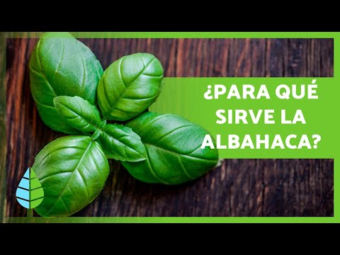 BENEFICIOS de la ALBAHACA 🌱 (Propiedades Medicinales y Usos Culinarios)