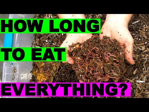 Red Wiggler Compost Worm Bins