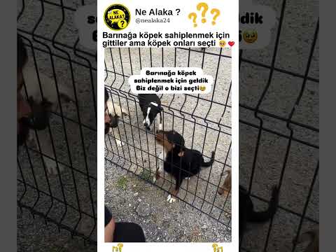 Barınağa köpek sahiplenmek için gittiler ama köpek onları seçti 🥹❤️