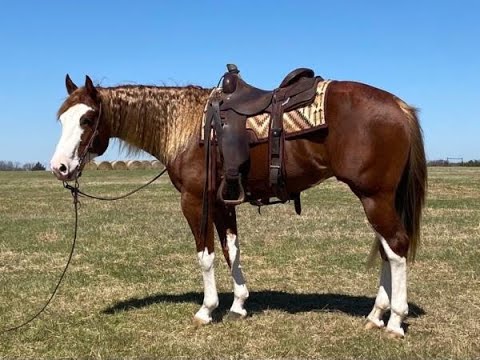 3yo snipers smoking gun triangle sale 2022 lot 290