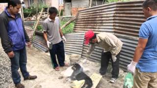 Street dogs the Movie