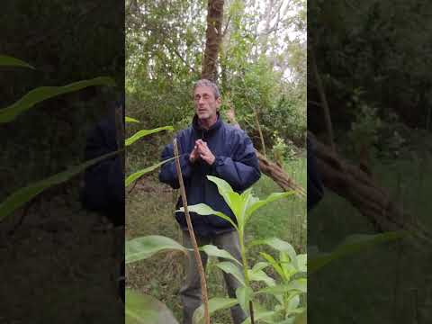 IMPRO en el bosque de Campo de Corazones, Canelones, Uruguay.