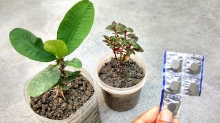 Grow plant faster using Disprin | Best rooting hormone for plants