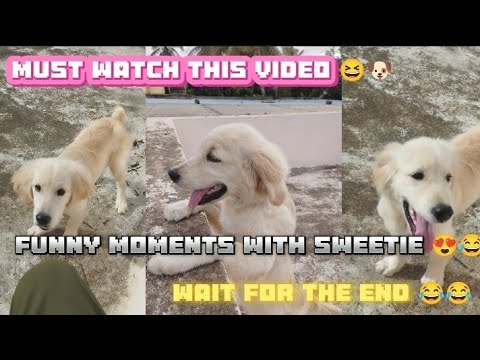 Funny moments with sweetie 😍🐶😂