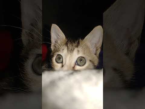 Cat...  Rajib And cat