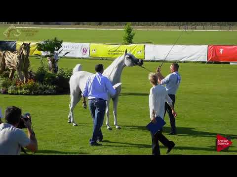 N.43 RIHAB AL NASSER - Chantilly 2018 AHO World Cup - 6 Years Old and Older Mares (Class 5)