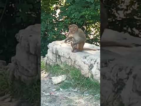 //A cute baby monkey eating ice-cream// At mansha Devi #Haridwar#Uttarakhand //