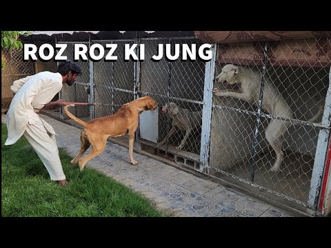 Jahangir bully dog ki Roz Roz Ki Jung Se Tang aa gya #dogfight#bullykutta