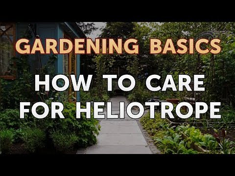How to Care for Heliotrope