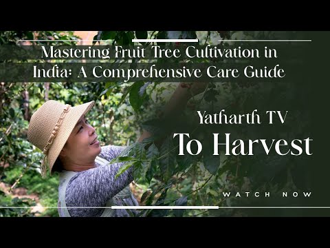Mastering Fruit Tree Cultivation in India  A Comprehensive Care Guide