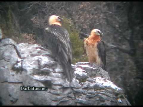 Quebrantahuesos ( Gypaetus barbatus ) Bearded vulture