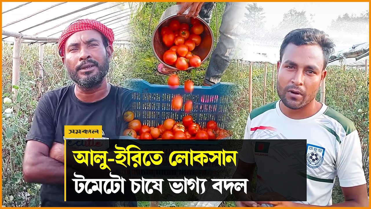জয়পুরহাটে আলু-ইরিতে লোকসান, টমেটো চাষে ভাগ্য বদলের স্বপ্ন দুই বন্ধুর জয়পুরহাটে আলু-ইরিতে লোকসান, টমেটো চাষে ভাগ্য বদলের স্বপ্ন দুই বন্ধুর