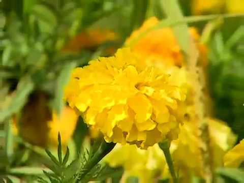 EcoVillage en Ithaca   De vuelta a lo básico