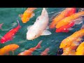 Ikan Hias Air Tawar Pembawa Keberuntungan Youtube