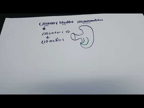 Urogenital system development # part 9 Allantois & Urachus