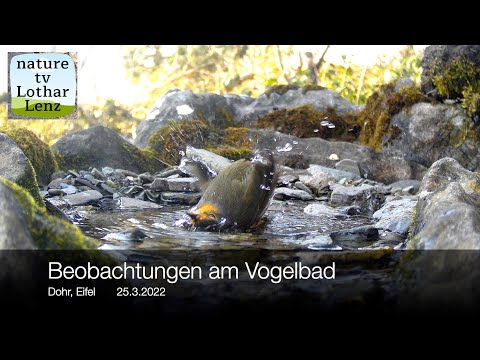 Rotkehlchen am Vogelbad  26.3.2022. Dohr, Eifel 26.3.2022