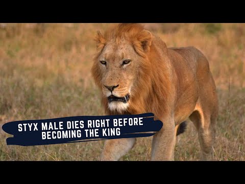 REST IN PEACE STYX YOUNG MALE - STYX MALE'S LIFE COMES TO A TRAGIC END