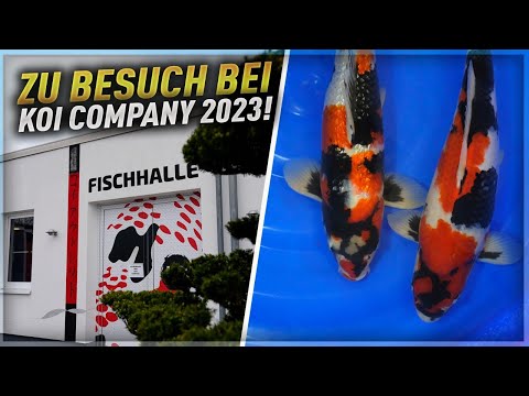 Einfach wow! Koi Company 2023! 94.000 Liter Koi Anlage und riesiger Versandhandel!