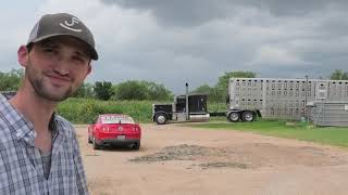 Interview with cattle truckers: James Spencer