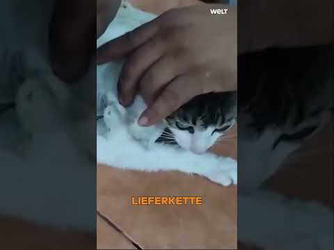 Video Thumbnail: COSTA RICA: Katze mit Drogenpaket im Gefängnis entdeckt – Polizei greift ein! #shorts