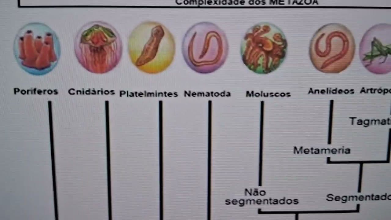 Metazoarios (animais) e Suas Complexidades.