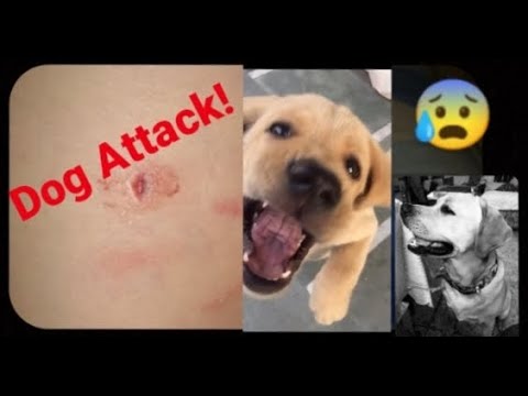 PRANK ON MY DOG ll My dog attacked me😳 ll Ojasvi Sharma #dogattack #prank #dogprankvideo