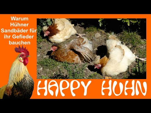 E1 A sand bath for chickens - HAPPY CHICKEN - Dust bath for chicken well-being - Feather care