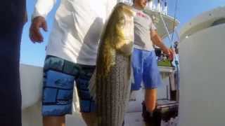 Fish Mavericks Gill's big Striper