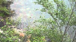 Fishes at Lake Saiko 　西湖の魚群