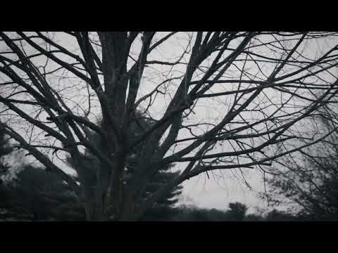 TyTy - Free My Dawg (Official Music Video)edited by @blaccoutproductions