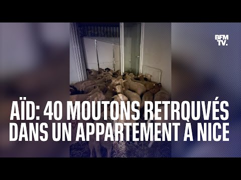 40 moutons retrouvés dans un appartement à Nice, destinés à être vendus pour l'Aïd el-Kebir