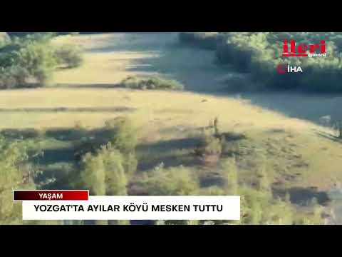 Yozgat'ta ayılar köyü mesken tuttu | İleri Gazetesi
