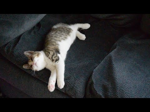 Scottish Fold Kitten Waking Up and Stretching After a Nap