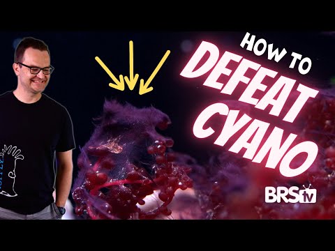 Give Red Saltwater Tank Slime the Boot With the RIGHT Tools!