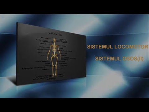 Lesson 18: The Skeletal System (II)