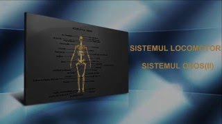 Sistemul osos (II).