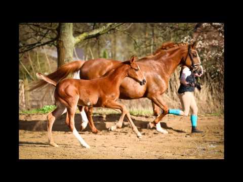 Hengstfohlen v. Crumble - Salito - Falkland