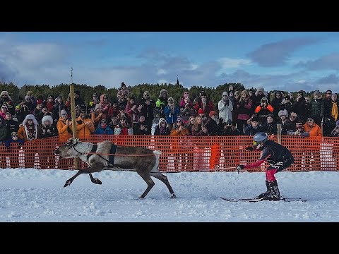 Finnische Stadt Inari krönt ihren Meister im Rentierrennen