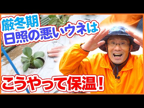 2月に種をまく野菜は何ですか