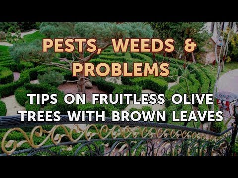 download lagu mp3 mp4 Olive Tree Brown Leaf Tips, download lagu Olive Tree Brown Leaf Tips gratis, unduh video klip Olive Tree Brown Leaf Tips