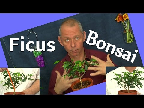 , title : 'DIY Bonsai Ficus benjamini vom Steckling zum Bonsai'