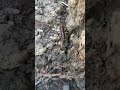 Ground Weta