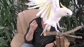 Slip-Ups on the Parrot TV Filmset - Part 2