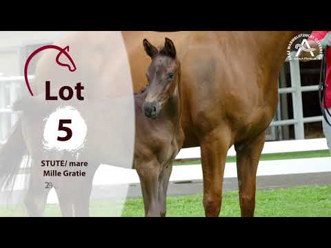 Alle Informationen zu den Fohlen finden Sie auf www.fohlenauktion.at - Lot5