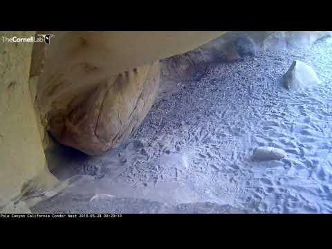 Condor Chick Explores Nest Cavity With Clumsy Hops And Flaps – May 28, 2019