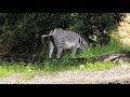 Walt Disney World Disney S Animal Kingdom Zebra Pooping