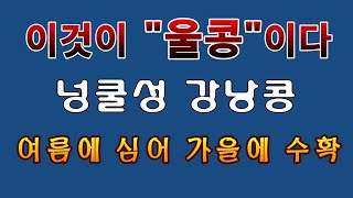 [텃밭농부. 1,260]  넝쿨성강낭콩. 일명 "울콩" 10월의 모습 #강낭콩재배
