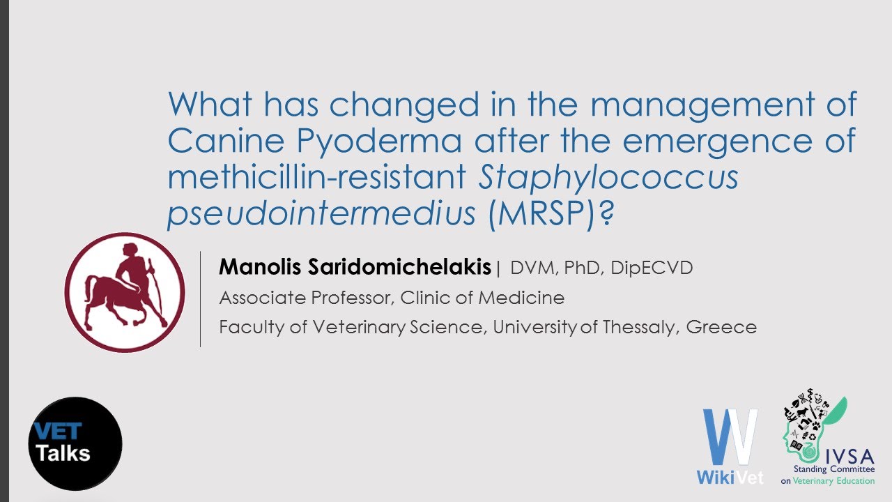 VET Talks- What has changed in the management of Canine Pyoderma? - YouTube