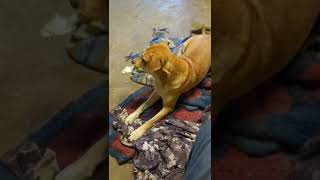 Video preview image #1 Chinese Shar-Pei-Labrador Retriever Mix Puppy For Sale in Albany, OR, USA